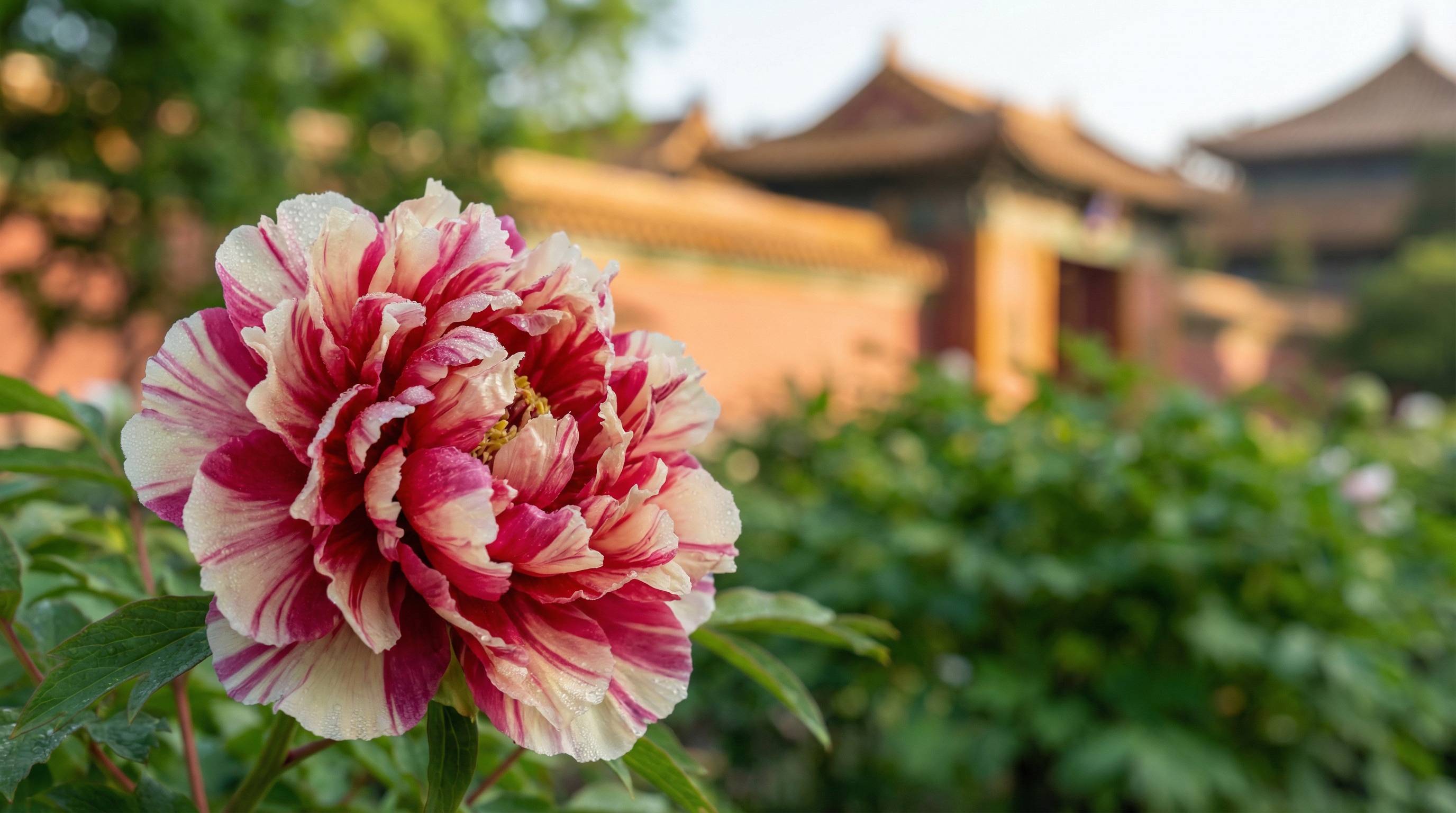 精神小妹植物视频 - 牡丹花开视频